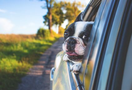 Perros de raza: es frecuente y riesgoso el ingreso ilegal de cachorros desde Argentina.