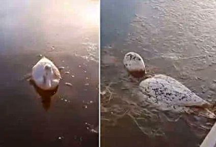 la ola polar en argentina dejo desoladoras imagenes de animales congelados: 11 provincias siguen bajo alerta roja por el frio extremo