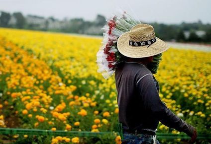 Los inmigrantes representan el 19% de la fuerza laboral de EE.UU.