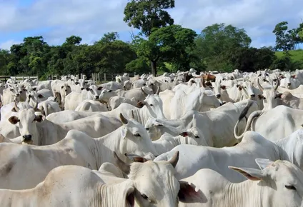 exportaciones brasilenas de ganado en pie cayeron 33%