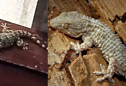 Gecko mauritánico