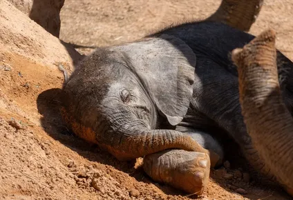 BIOPARC Valencia comparte la votación para elegir el nombre del “elefantito”.