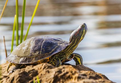 ¿las tortugas morrocoyo son venenosas? esto es lo que dijo alternatus