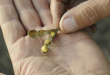 Soja: buena parte del grano se recoge con niveles de humedad elevados.