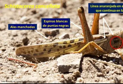 bajo el riesgo de ingreso de langostas, pero el mgap mantiene la alerta