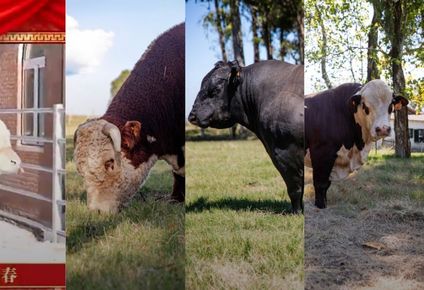 video | genetica unica y alta productividad: como son los toros uruguayos obsequiados a china