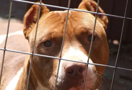 El perro pitbull que usaba el grupo fue enviado a una entidad de Montevideo