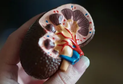 Los riñones son órganos cruciales para el metabolismo de los fármacos y susceptibles a toxinas.