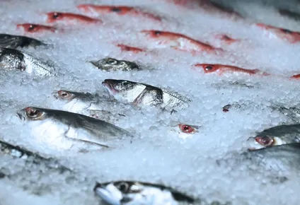 Pesca industrial, uno de los productos alimenticios de exportación en Uruguay.
