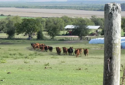 Ganadería y agricultura al ritmo de lo que pautan los mercados.