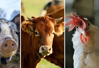 Carnes: Uruguay importa básicamente desde Brasil, pero también de otros mercados de la región.