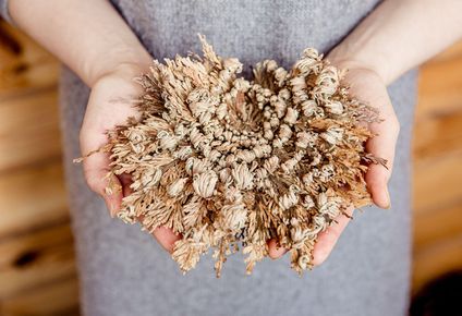 Existen ciertos tipos de plantas que pueden parecer muertas al no recibir agua durante meses, pero después de recibirla parecieran volver a la vida