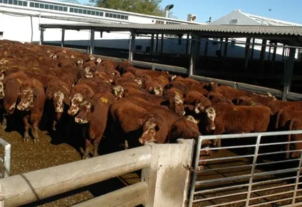 Federación Rural: cuestionamiento considera que los vacunos permanecen más tiempo del adecuado a la espera de ser industrializados.