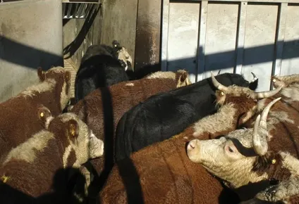 mercado ganadero prendido fuego: novillo especial cuesta mas de us$ 4 por kilo