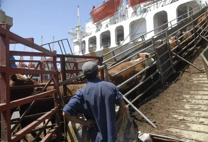 Vacunos en pie en un embarque en el puerto de Montevideo.