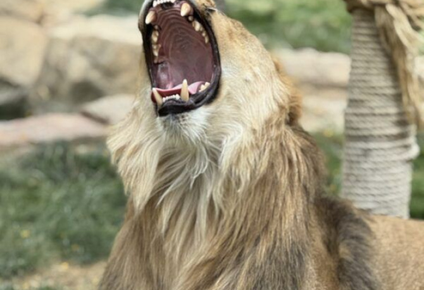 salvan milagrosamente la vida de un leon africano tras extraerle dos masas de plastico en un zoo de almeria