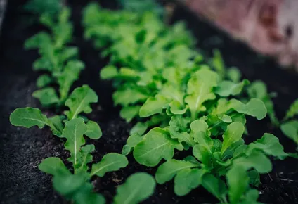 proteger las plantas, proteger la vida