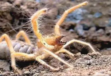 Araña camello