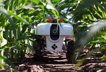 Un campo dedicado a la investigación en Farmer City, Illinois.