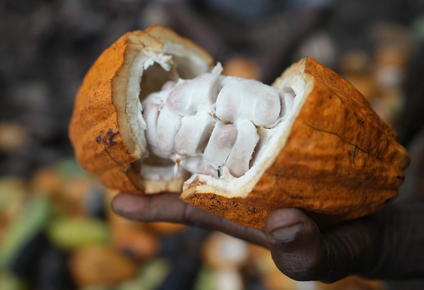 revolucion ia: notco y barry callebaut apuestan por las nuevas tecnologias para redefinir el mercado del chocolate