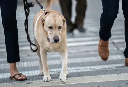 otro beneficio de vivir con animales: los duenos de perros se ejercitan mas