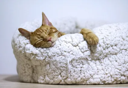 secretos felinos: descubriendo algunas de las claves para la felicidad de tu gato