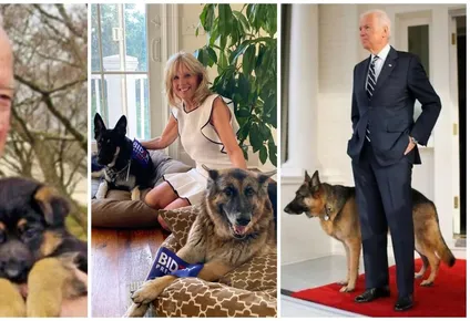 champ y major, los perros de biden que acumularon mas de 100 mil seguidores en un dia