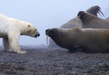 En el episodio "Mundos de hielo" de "Planeta Tierra" se filmó a un oso polar hambriento atacando a una manada de morsas adultas.