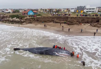 un cachalote de 15 metros muere varado en una playa argentina
