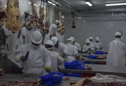 La faena dio otro salto y llegó a casi 50 mil cabezas vacunas.