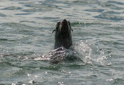 insolito: un lobo marino se planto en medio de la rambla de punta del este y debieron desviar el transito