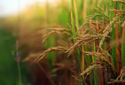 Cultivo de arroz.