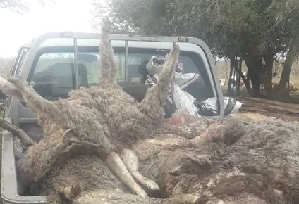 ahora sucedio en zapican: los perros de un vecino les mataron a casi todas las ovejas