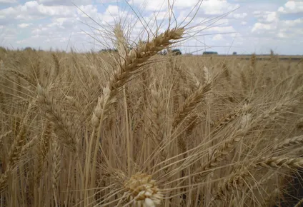 en argentina adelantan ventas del trigo de la zafra de 2020