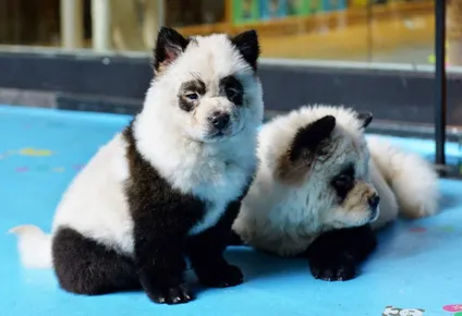 tinen perros para que parezcan bebes pandas y desataron debate en china