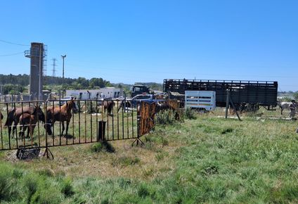 retiraron 60 caballos que estaban sueltos en calles y rutas de montevideo: si los duenos no los reclaman, iran a centros de equinoterapia