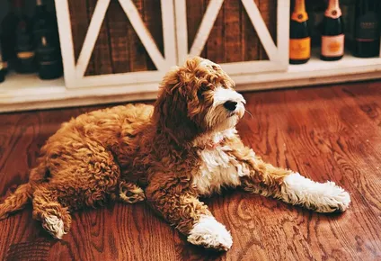 Es esencial estar atento a las señales que podrían indicar intoxicación por alcohol en los perros.