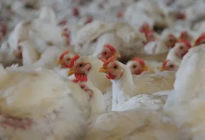 La gripe aviar deja grandes pérdidas económicas en el sector avícola.