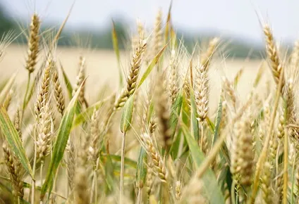 en argentina se sembrara menos trigo de lo esperado