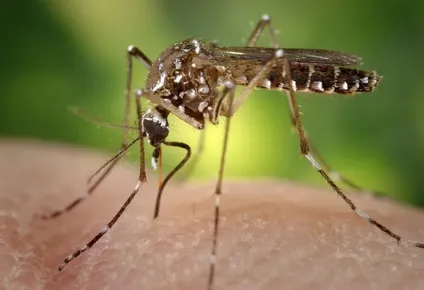 dengue en uruguay: msp estudia si un fallecimiento en salto fue por la enfermedad