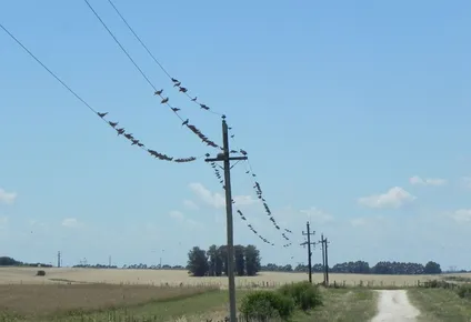 preocupa al mgap las perdidas millonarias generadas por las aves plaga