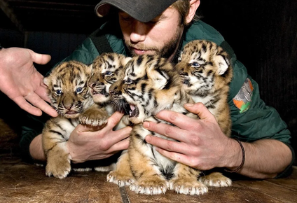 polemica en dinamarca: un zoo pide que les donen mascotas para alimentar a sus depredadores