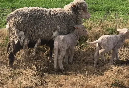 Triste es saber que esos mellizos se van a quedar sin madre, a causa de sus heridas, escribió Nicolas Cortela, propietario de los animales, en su red social Twitter.