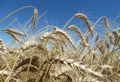 area de cultivos de invierno crecera 12% este ano y no sera por mas trigo
