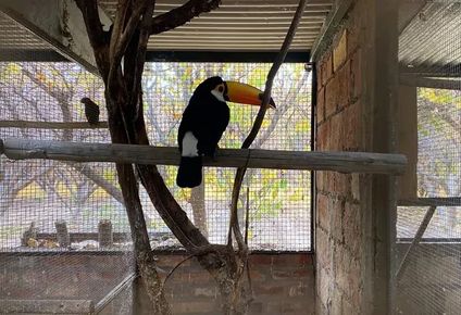 desarticulan una banda que traficaba aves exoticas: estan valuadas en 750 mil dolares