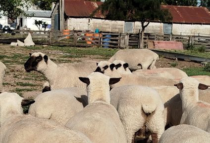 Perros atacaron a dos majadas de pequeños ovinocultores en la zona canaria Cañada Grande.