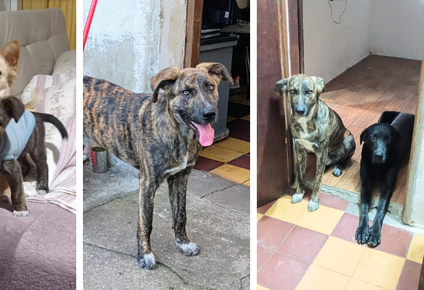 un hombre mato a un perro de un ano y medio en florida porque le molestaban sus ladridos: vecinos convocan a movilizacion