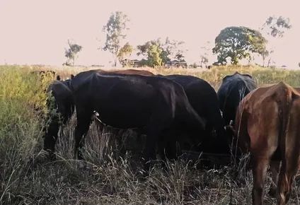 Las vacas este martes en el predio de la escuela