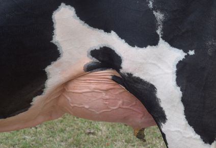 Leche: más producción y llegada de materia prima a las plantas industriales.