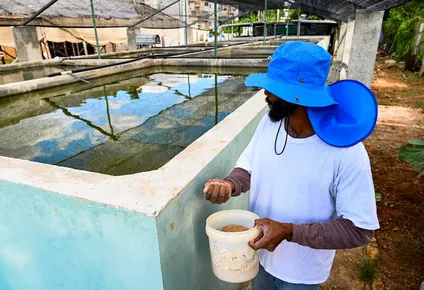 El proyecto es una vía rápida para ampliar la oferta de pescado en la isla de 11 millones de habitantes.